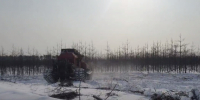 5 тысяч 860 тюменцев поучаствовали в акции "Сохрани лес" - Aromashevo.Online