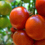 Насколько нужно пасынкование томатам - Aromashevo.Online