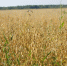 В Аромашевском районе началась химпрополка посевов - Aromashevo.Online