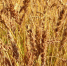 Более 1,5 млн тонн зерновых собрали аграрии в Тюменской области - Aromashevo.Online